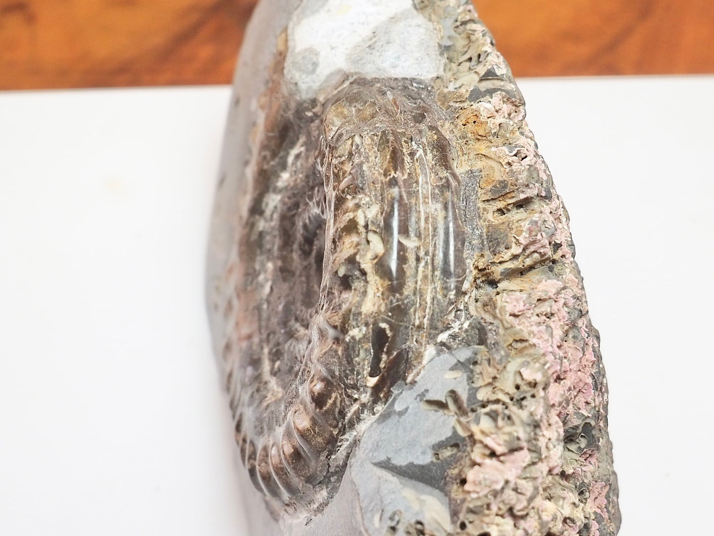 Seaworn Hildoceras Ammonite Nodule – Cut Base Whitby Fossil