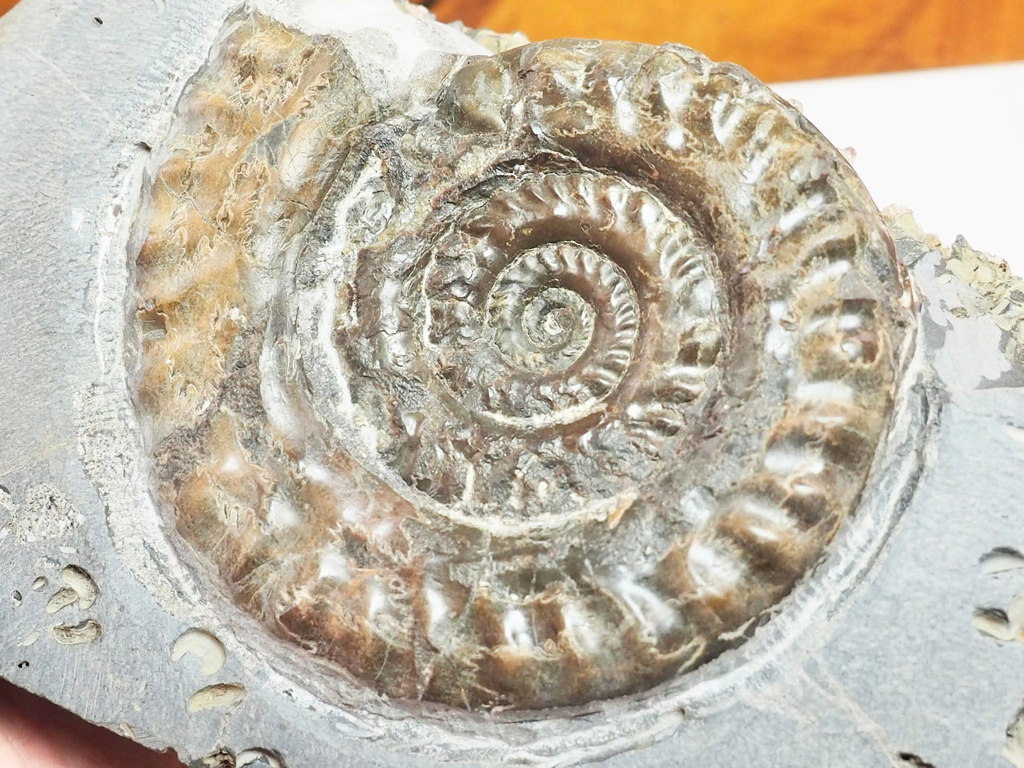 Seaworn Hildoceras Ammonite Nodule – Cut Base Whitby Fossil