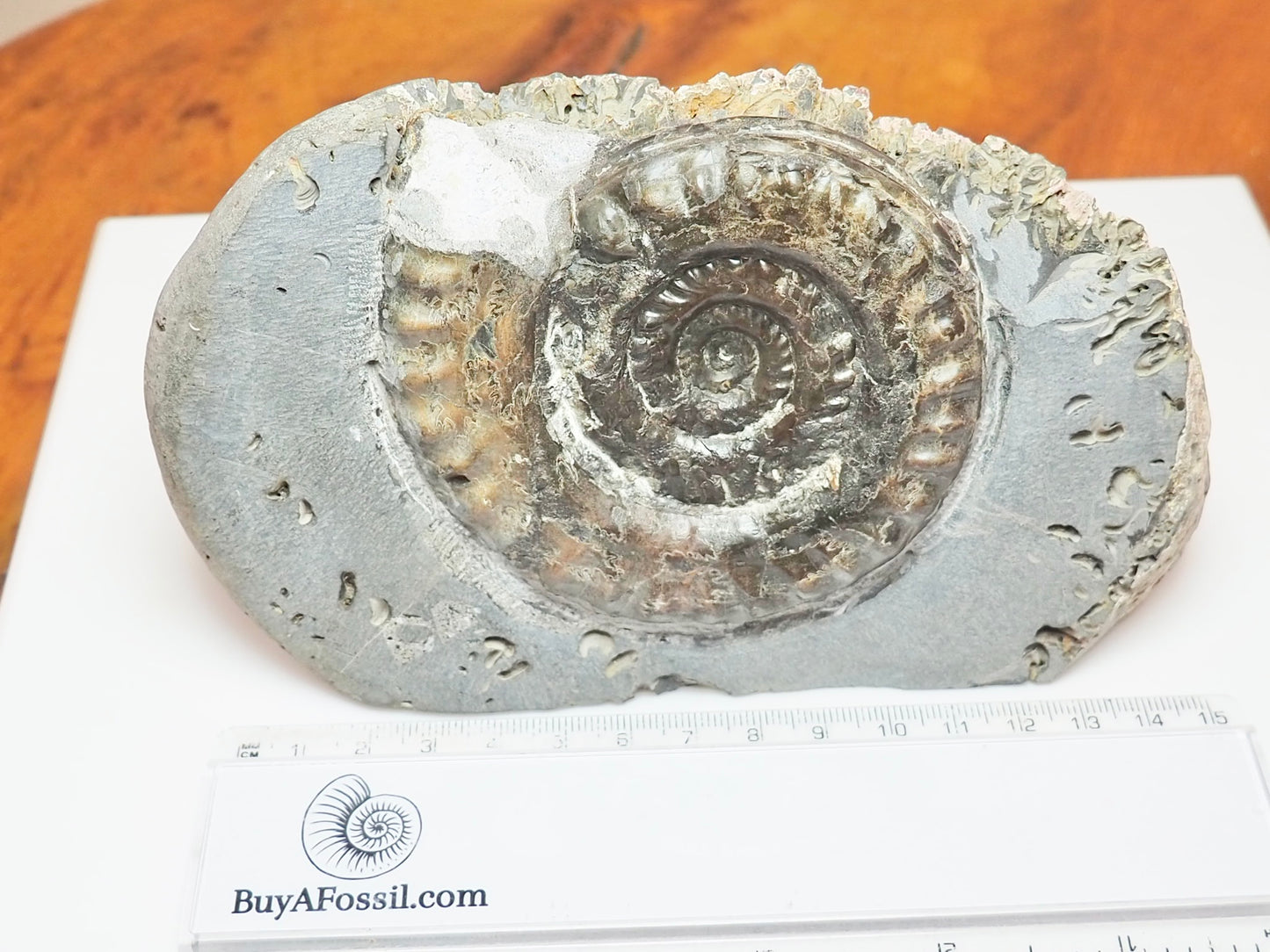 Seaworn Hildoceras Ammonite Nodule – Cut Base Whitby Fossil