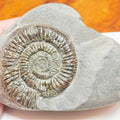 Dactylioceras Ammonite With Cut Base – Jurassic Yorkshire Fossil