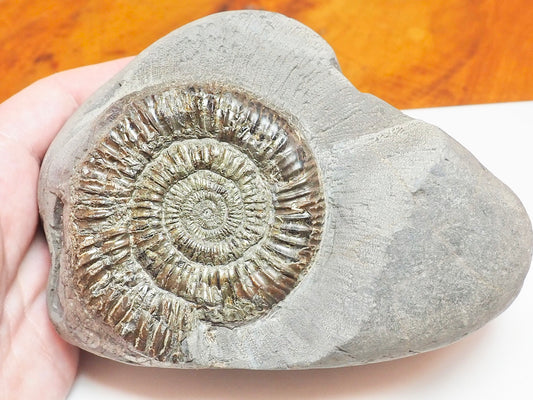 Dactylioceras Ammonite With Cut Base – Jurassic Yorkshire Fossil