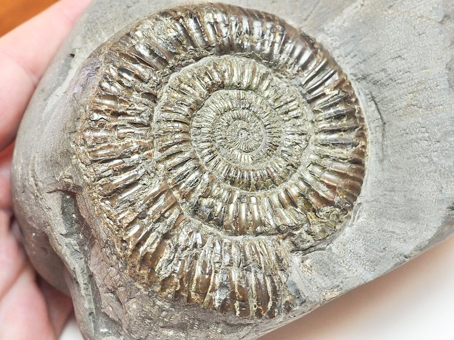 Dactylioceras Ammonite With Cut Base – Jurassic Yorkshire Fossil
