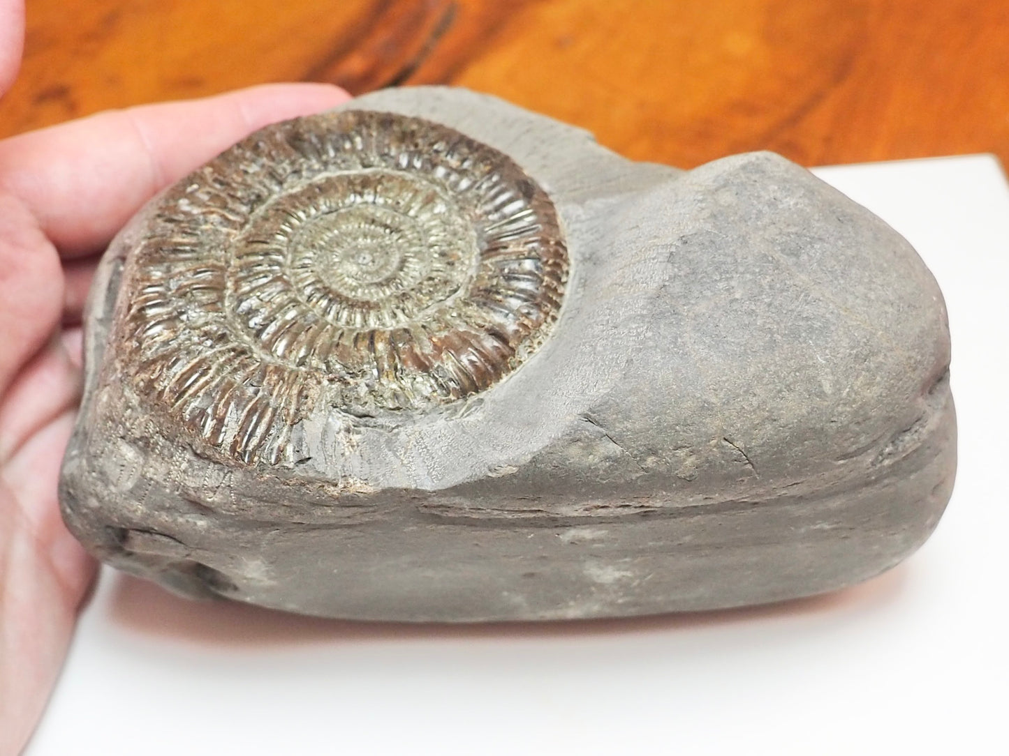 Dactylioceras Ammonite With Cut Base – Jurassic Yorkshire Fossil