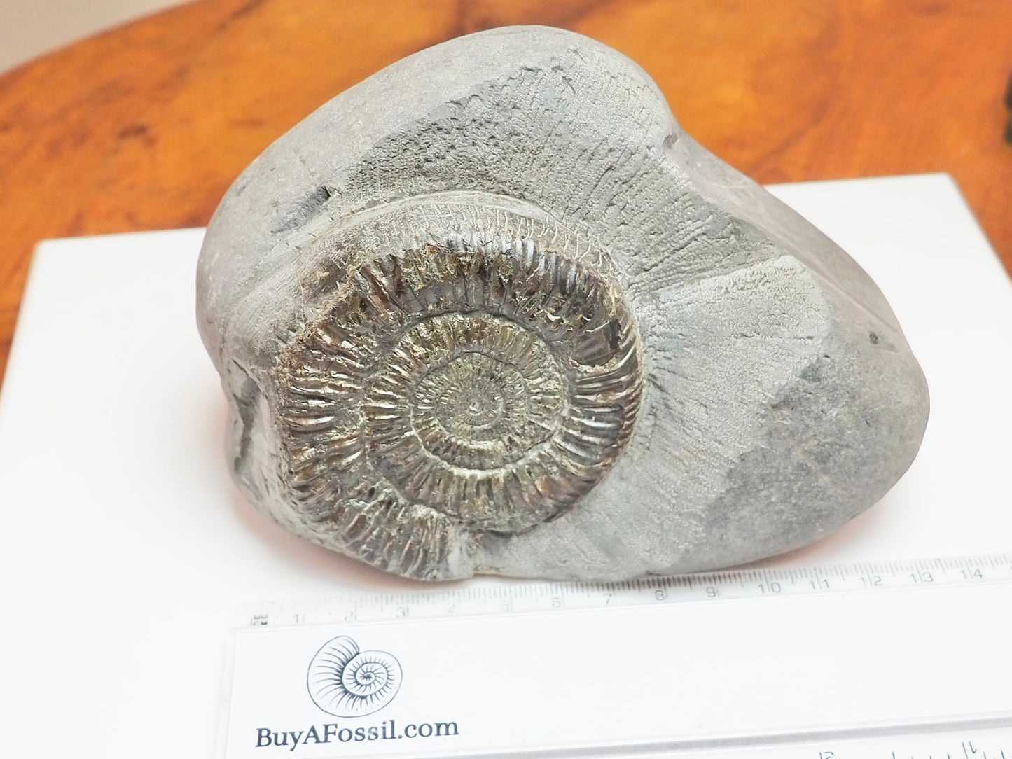 Dactylioceras Ammonite With Cut Base – Jurassic Yorkshire Fossil