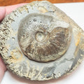 Large Eleganticeras Ammonite Nodule – Seaworn Yorkshire Jurassic Fossil