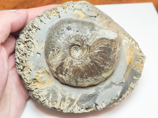 Large Eleganticeras Ammonite Nodule – Seaworn Yorkshire Jurassic Fossil