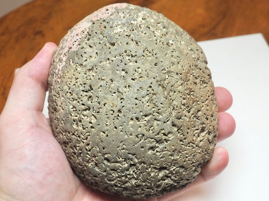 Large Eleganticeras Ammonite Nodule – Seaworn Yorkshire Jurassic Fossil