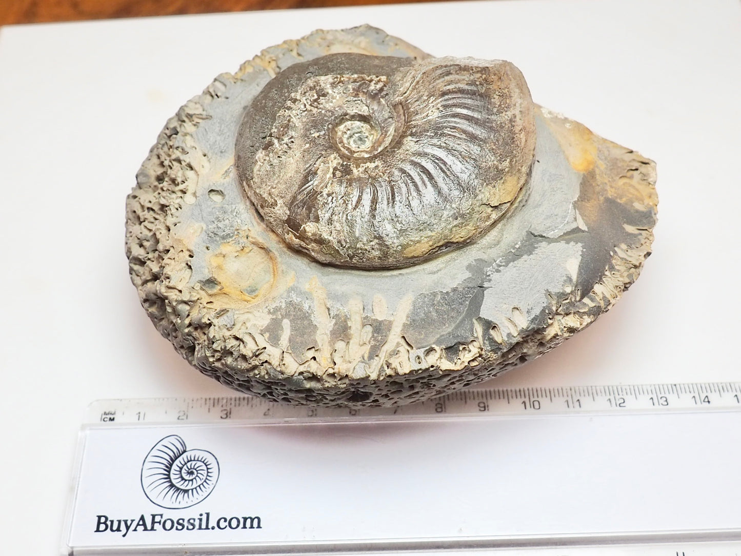 Large Eleganticeras Ammonite Nodule – Seaworn Yorkshire Jurassic Fossil
