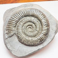 Dactylioceras Ammonite Nodule – Jurassic Fossil From Yorkshire