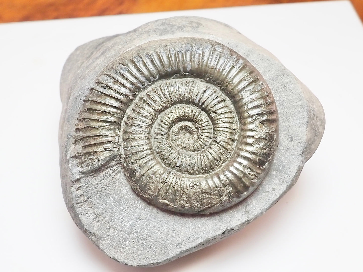 Dactylioceras Ammonite Nodule – Jurassic Fossil From Yorkshire