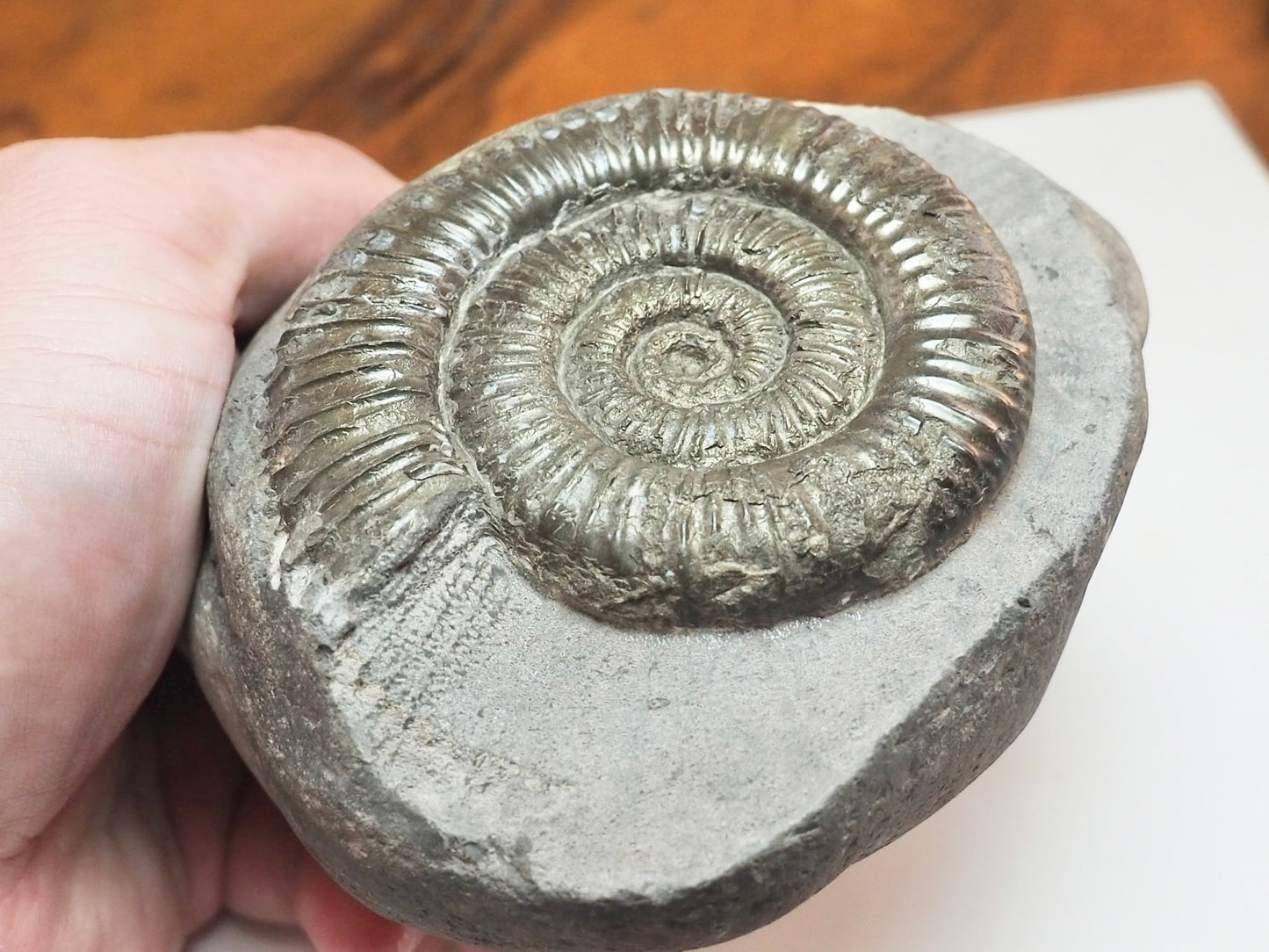 Dactylioceras Ammonite Nodule – Jurassic Fossil From Yorkshire