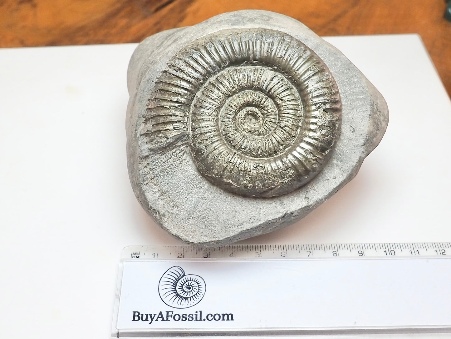 Dactylioceras Ammonite Nodule – Jurassic Fossil From Yorkshire
