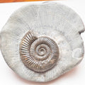 Dactylioceras Ammonite Nodule – Jurassic Fossil From Yorkshire
