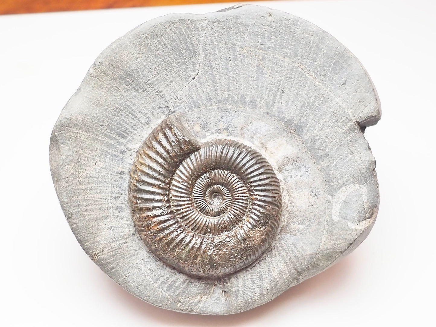 Dactylioceras Ammonite Nodule – Jurassic Fossil From Yorkshire