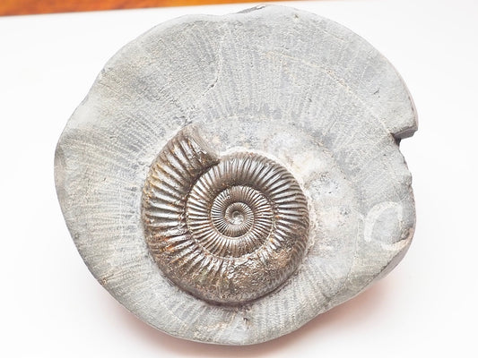 Dactylioceras Ammonite Nodule – Jurassic Fossil From Yorkshire