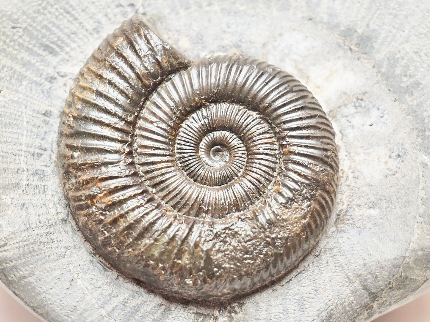 Dactylioceras Ammonite Nodule – Jurassic Fossil From Yorkshire