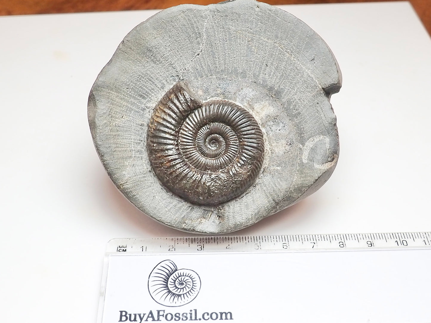 Dactylioceras Ammonite Nodule – Jurassic Fossil From Yorkshire