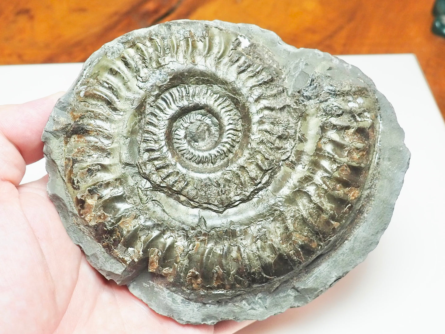 Hildoceras Ammonite – Lower Jurassic Fossil From Whitby