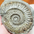 Hildoceras Ammonite – Lower Jurassic Fossil From Whitby