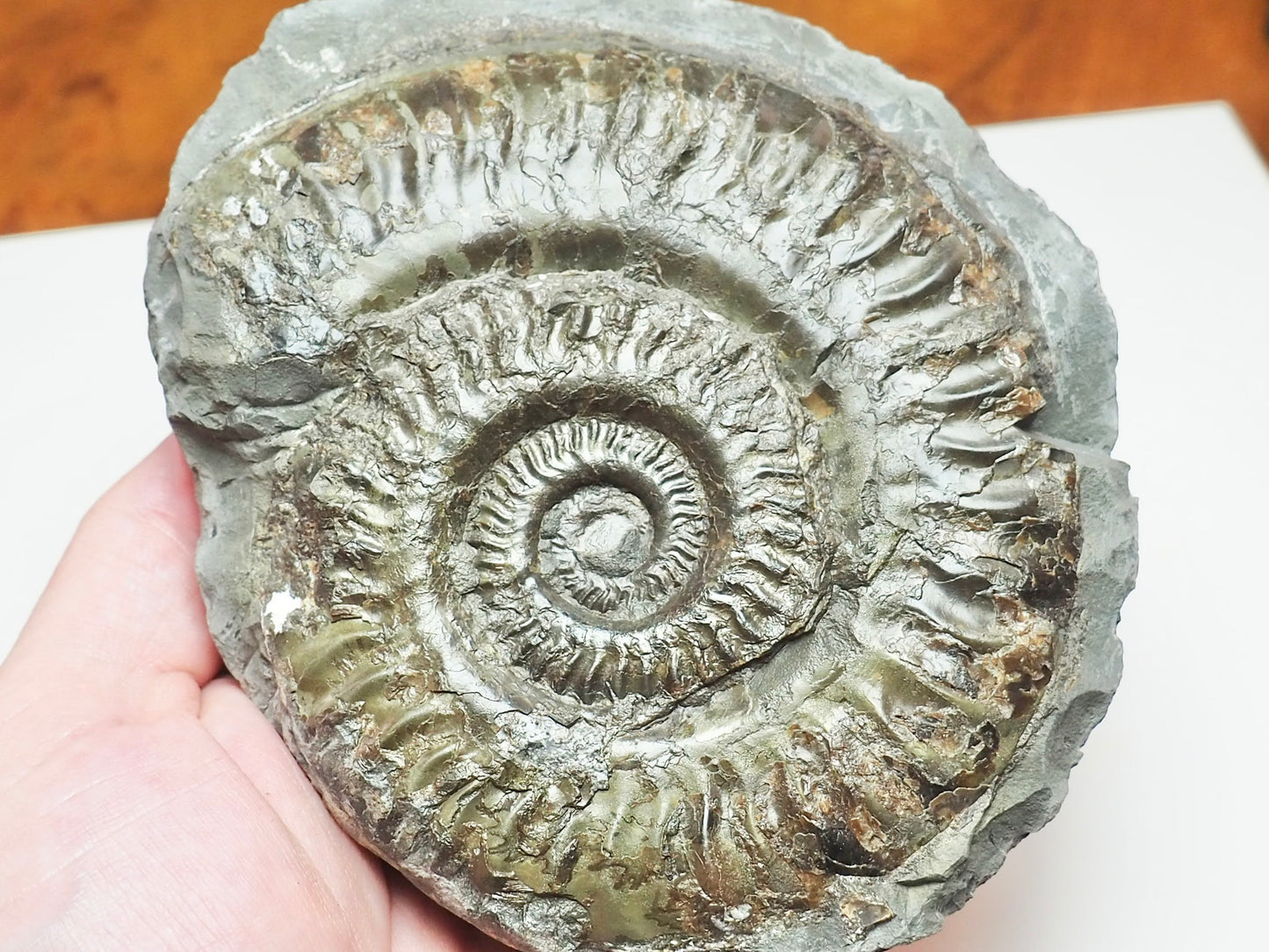 Hildoceras Ammonite – Lower Jurassic Fossil From Whitby