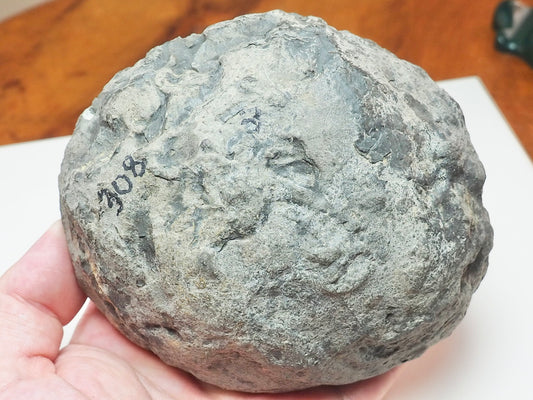 Hildoceras Ammonite – Lower Jurassic Fossil From Whitby