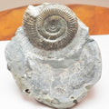 Cut Base Dactylioceras Ammonite – Jurassic Yorkshire Fossil