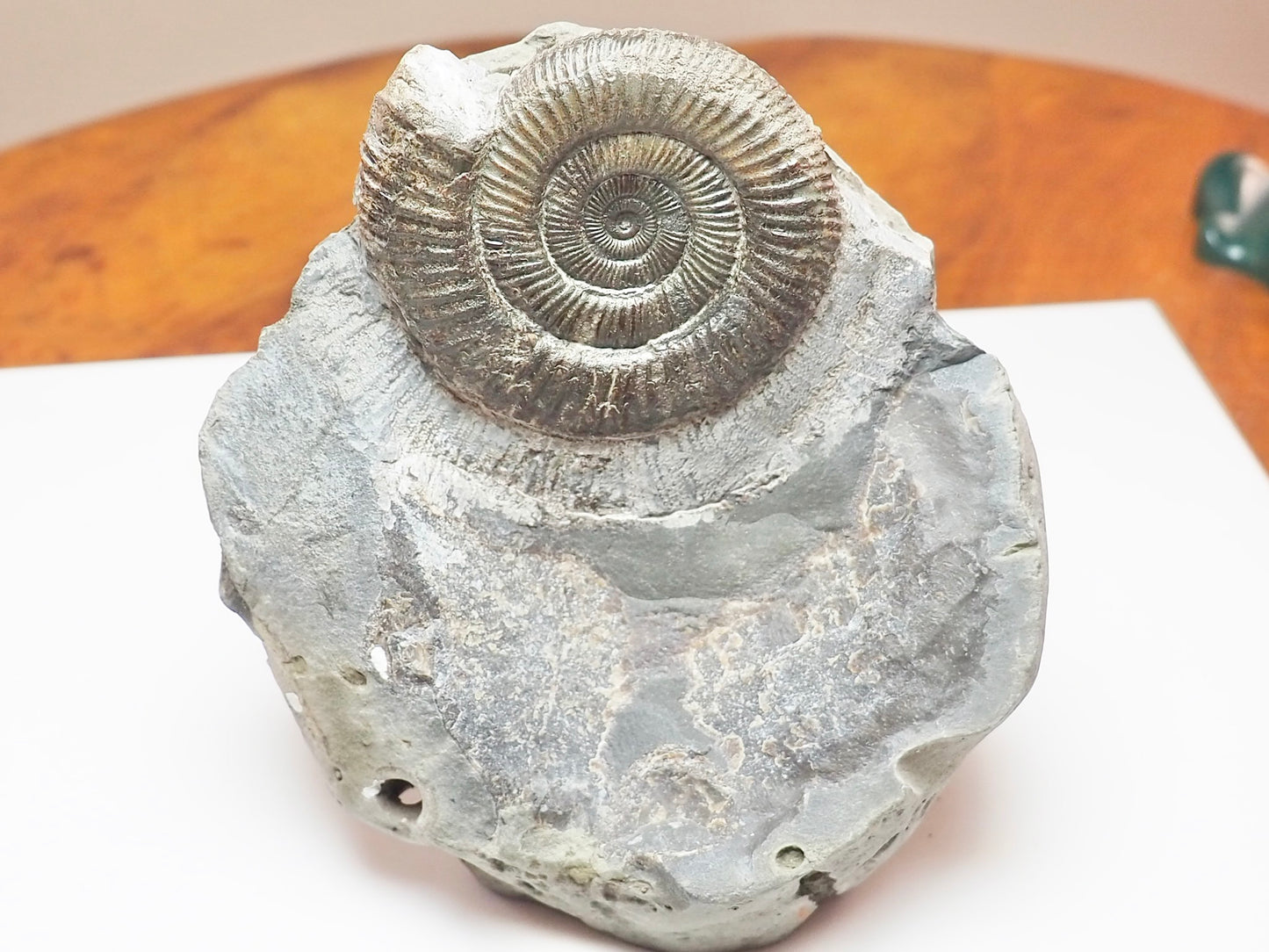 Cut Base Dactylioceras Ammonite – Jurassic Yorkshire Fossil