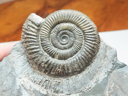 Cut Base Dactylioceras Ammonite – Jurassic Yorkshire Fossil