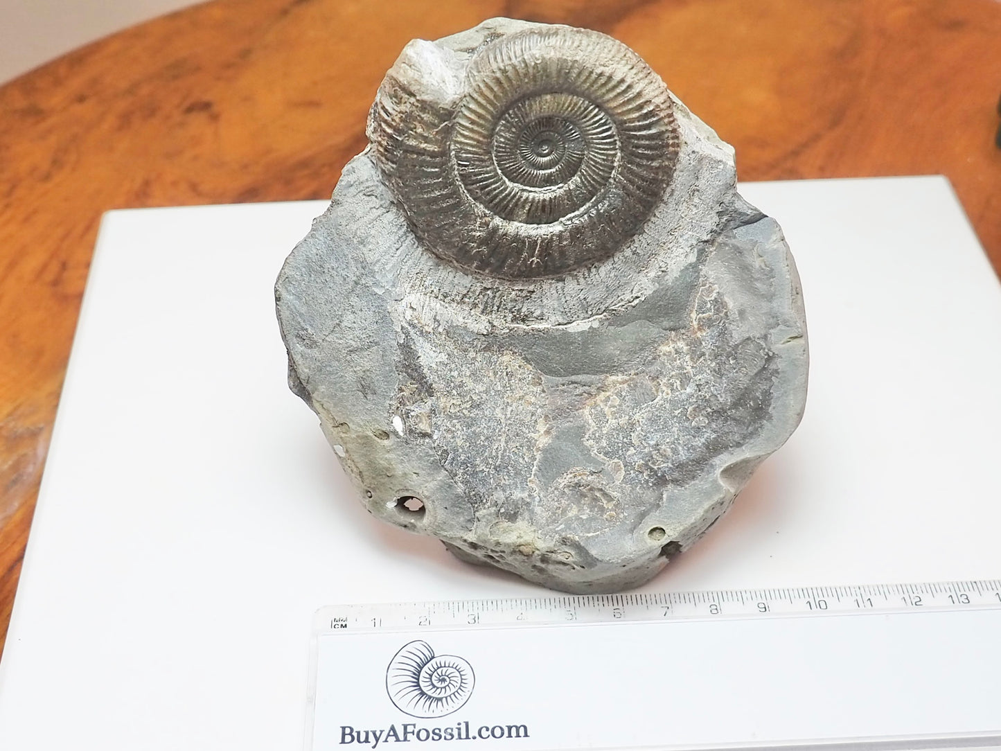 Cut Base Dactylioceras Ammonite – Jurassic Yorkshire Fossil