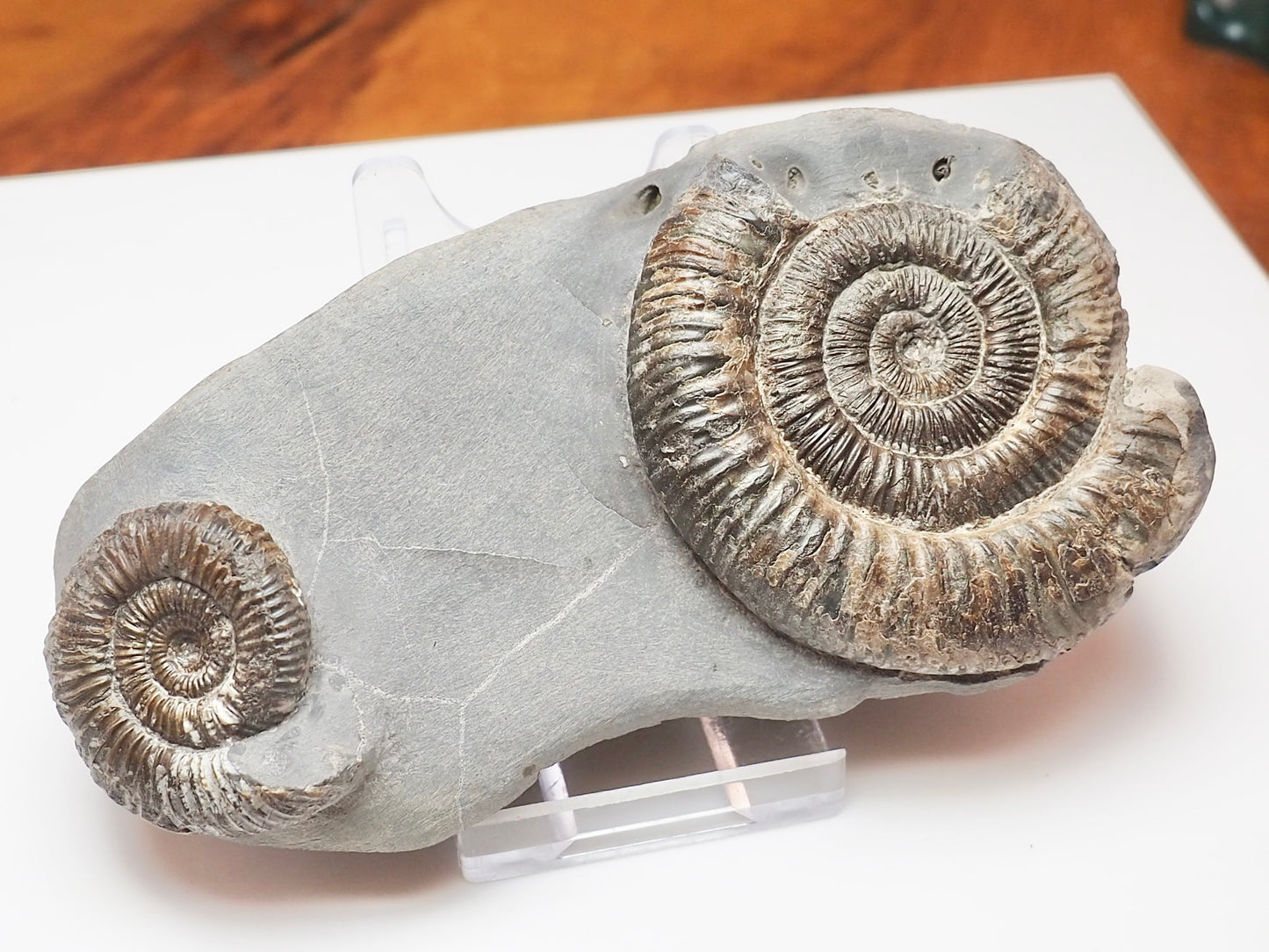 Double Dactylioceras Ammonite – Jurassic Fossil From Yorkshire