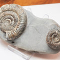 Double Dactylioceras Ammonite – Jurassic Fossil From Yorkshire