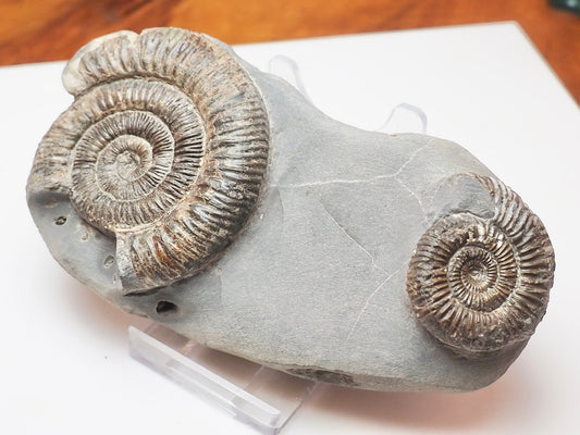 Double Dactylioceras Ammonite – Jurassic Fossil From Yorkshire