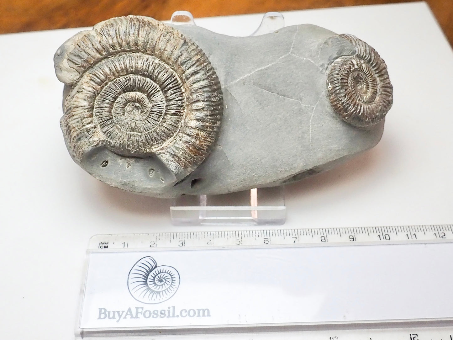 Double Dactylioceras Ammonite – Jurassic Fossil From Yorkshire