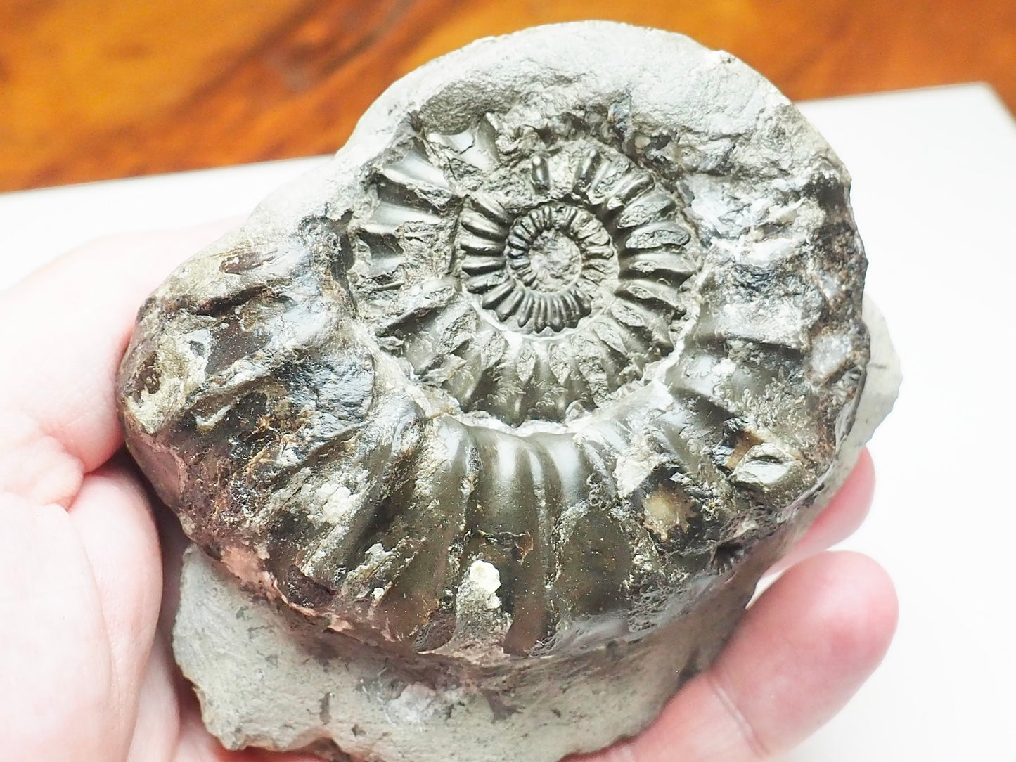 Pleuroceras Ammonite – 190 Million Year Old Middle Lias Fossil
