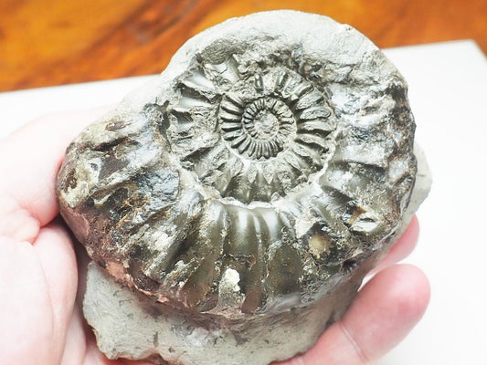 Pleuroceras Ammonite – 190 Million Year Old Middle Lias Fossil