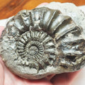 Pleuroceras Ammonite – 190 Million Year Old Middle Lias Fossil