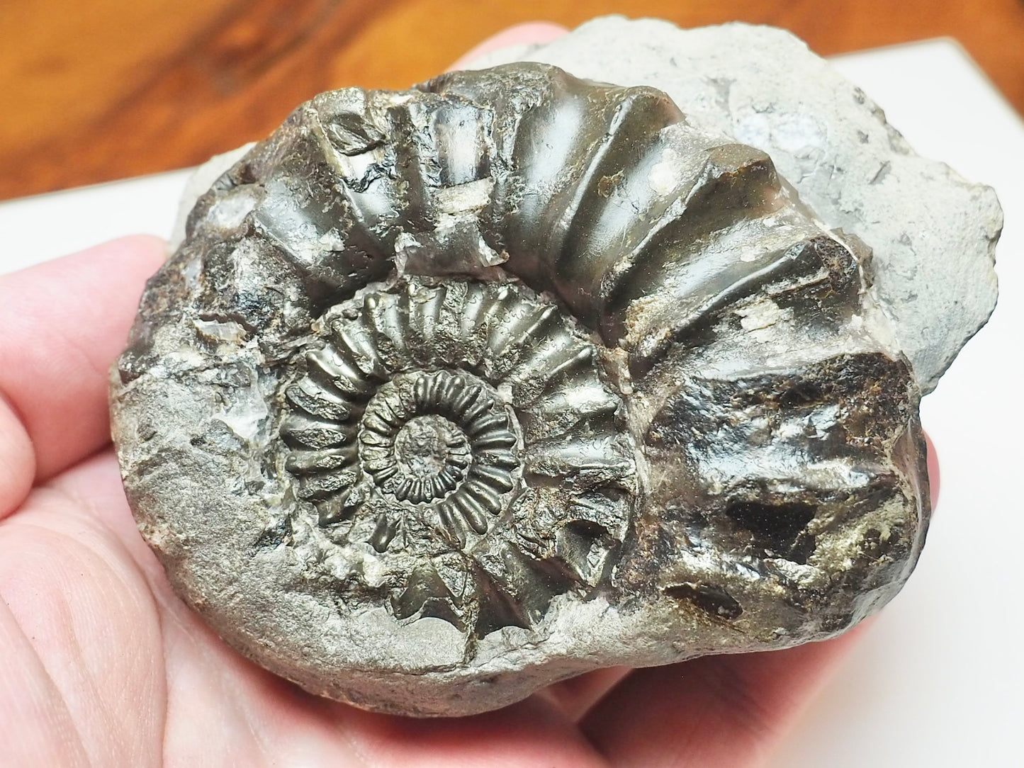Pleuroceras Ammonite – 190 Million Year Old Middle Lias Fossil