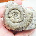 Seaworn Arnioceras Ammonite – 200 Million Year Old Lower Lias Fossil