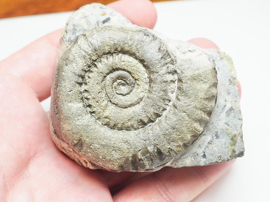 Seaworn Arnioceras Ammonite – 200 Million Year Old Lower Lias Fossil