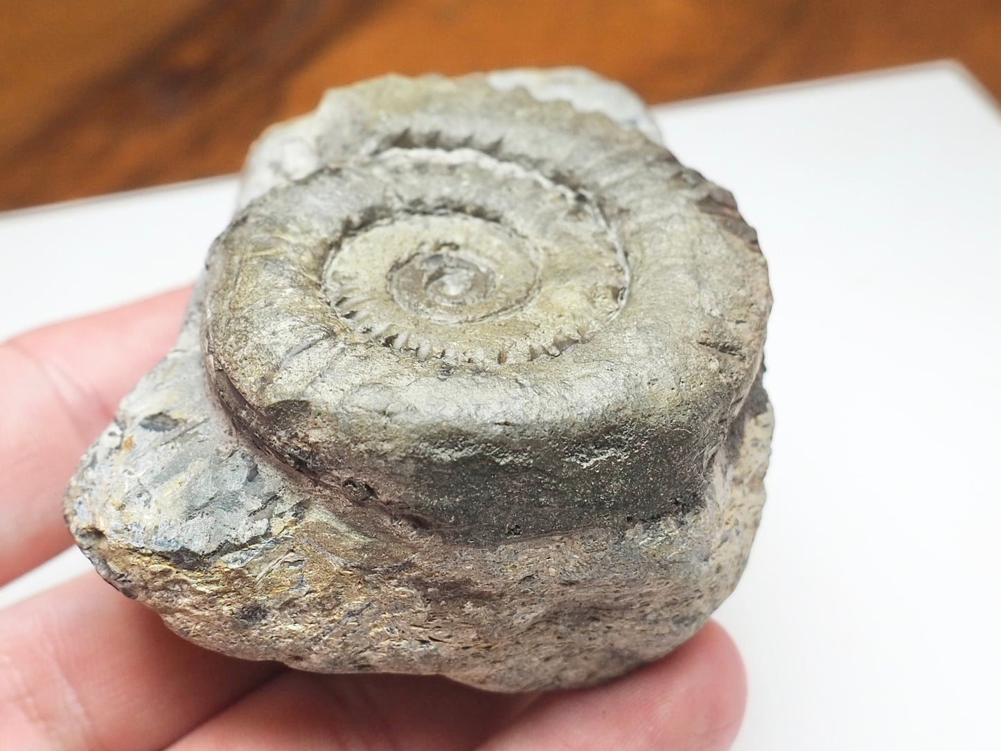 Seaworn Arnioceras Ammonite – 200 Million Year Old Lower Lias Fossil