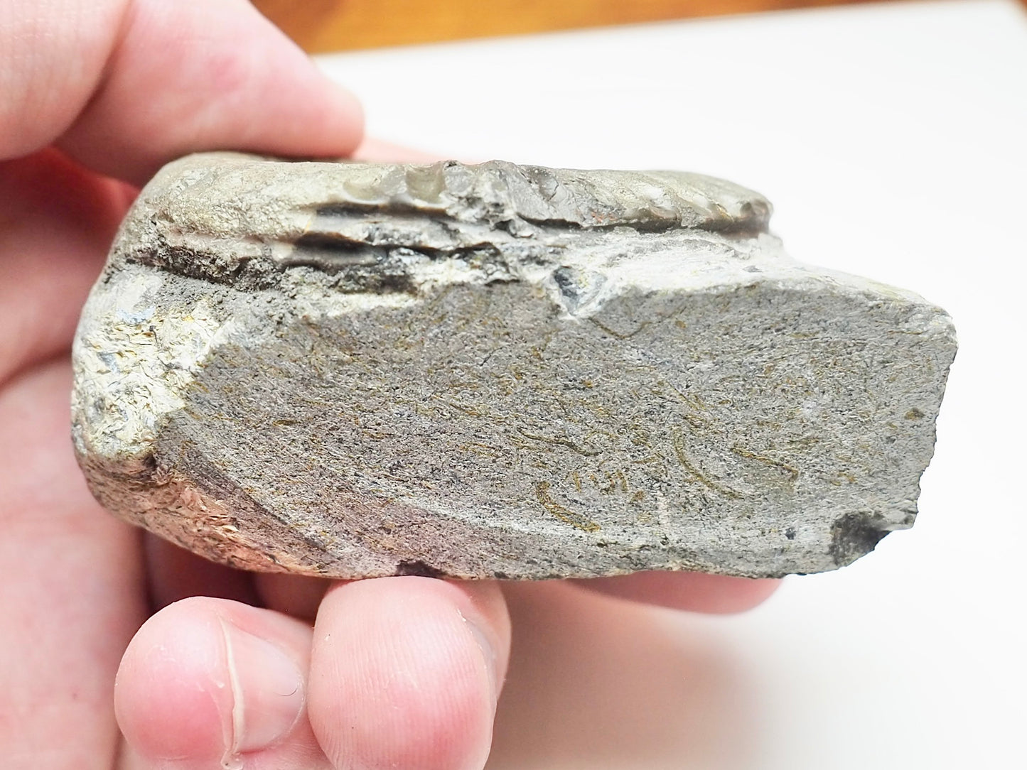 Seaworn Arnioceras Ammonite – 200 Million Year Old Lower Lias Fossil