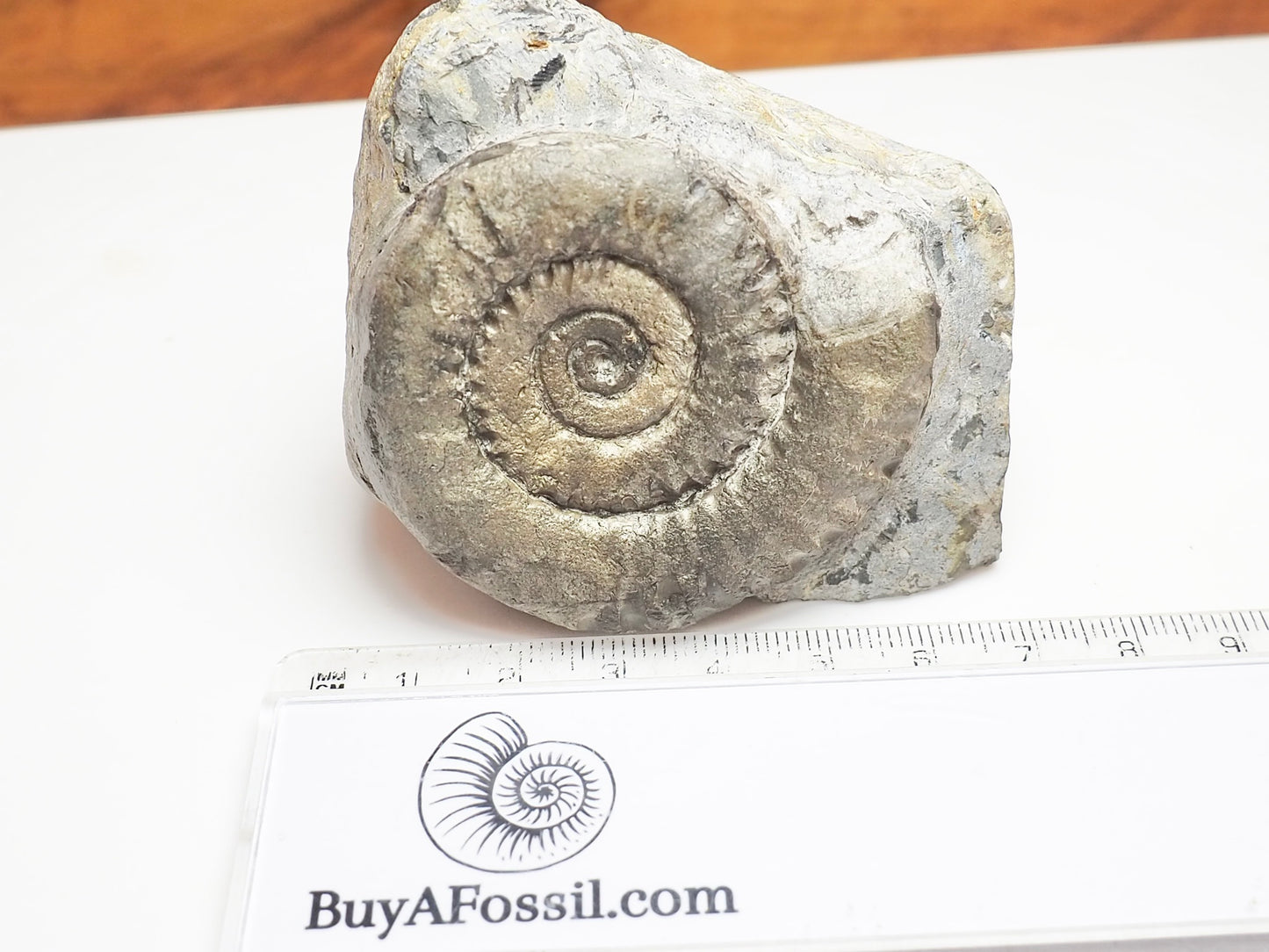 Seaworn Arnioceras Ammonite – 200 Million Year Old Lower Lias Fossil