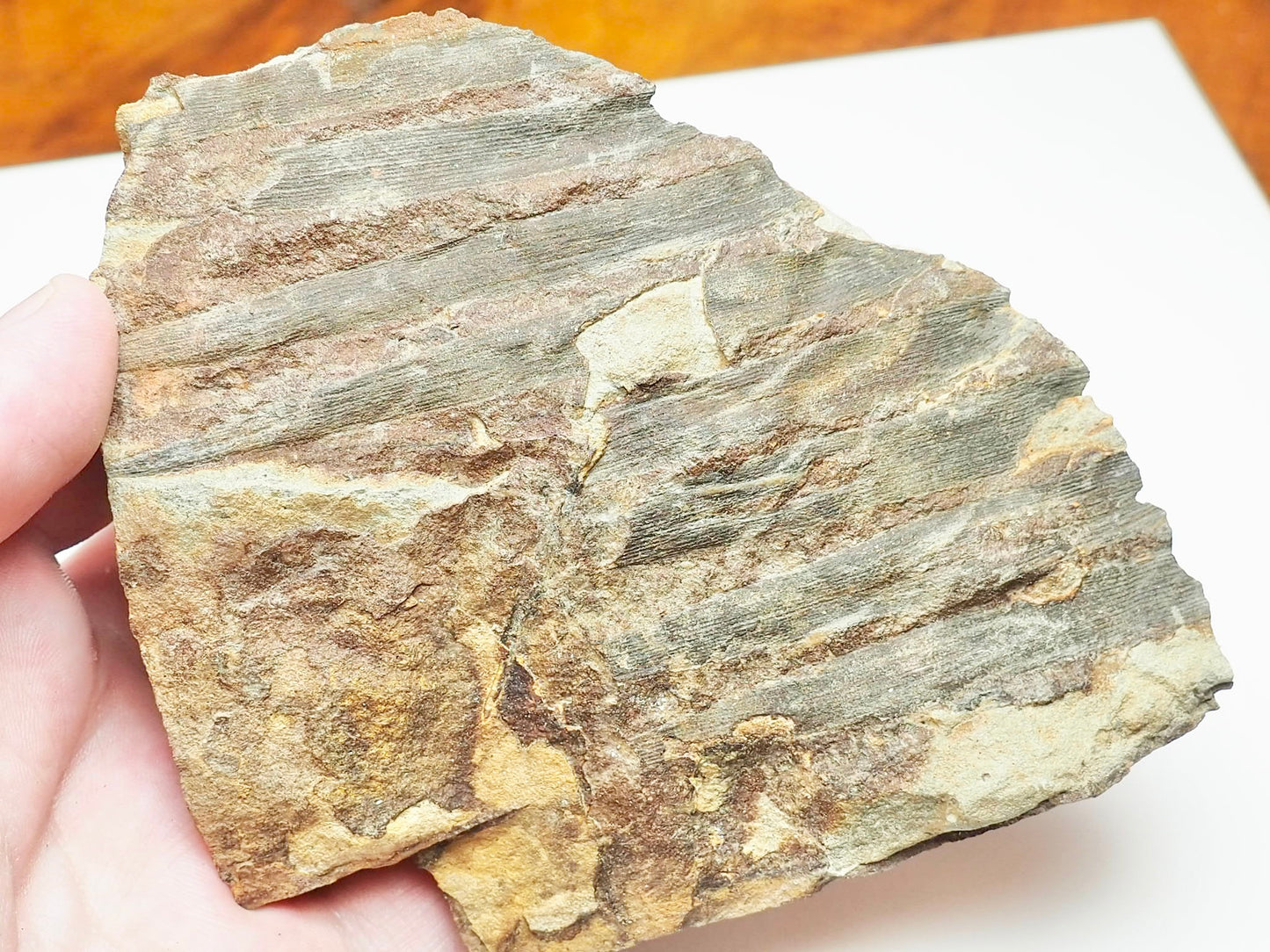 Fossilised Fern – Partial Jurassic Plant Fossil From Yorkshire