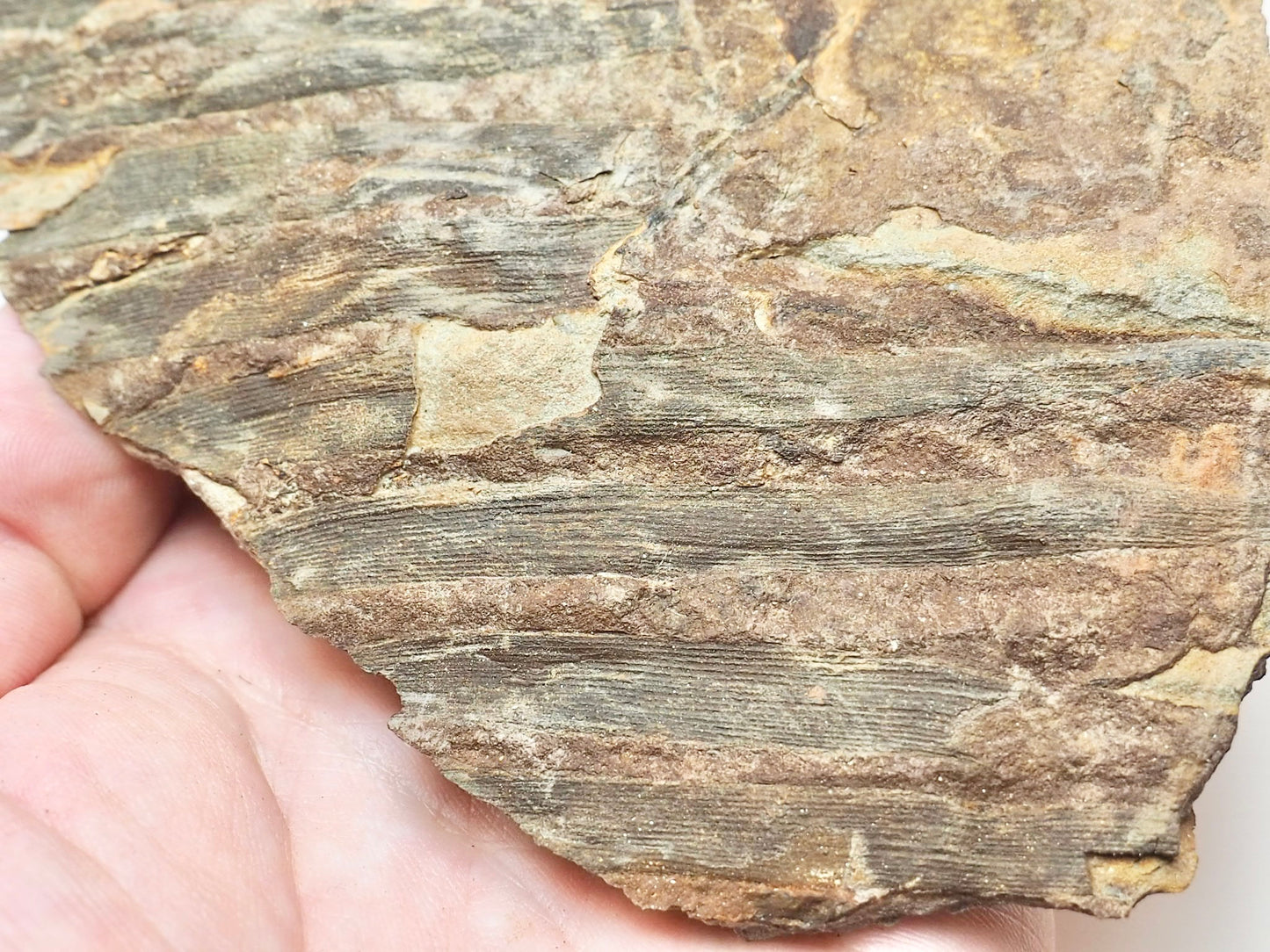 Fossilised Fern – Partial Jurassic Plant Fossil From Yorkshire