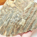 Fossilised Fern – Partial Jurassic Plant Fossil From Yorkshire