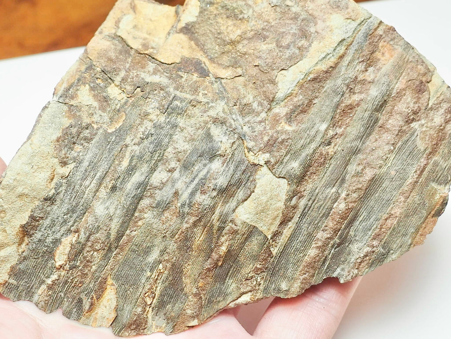 Fossilised Fern – Partial Jurassic Plant Fossil From Yorkshire