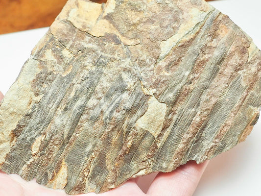 Fossilised Fern – Partial Jurassic Plant Fossil From Yorkshire