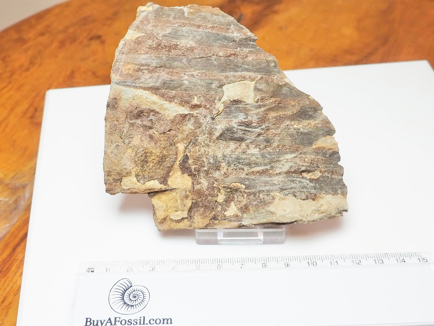 Fossilised Fern – Partial Jurassic Plant Fossil From Yorkshire