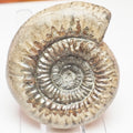 Catacoeloceras Ammonite – Jurassic Fossil From the Yorkshire Coast