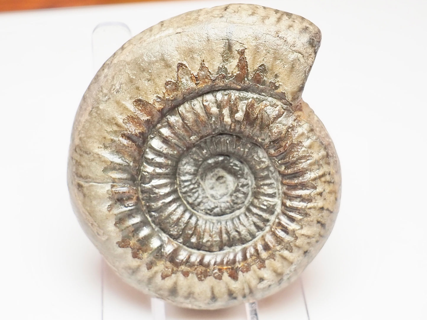 Catacoeloceras Ammonite – Jurassic Fossil From the Yorkshire Coast